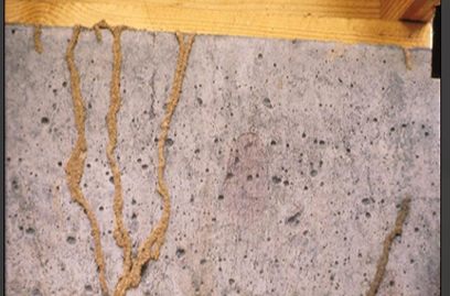 Termite Inspection (WDI)